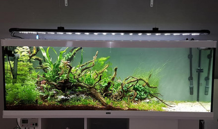 aquarium Utopia