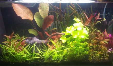 aquarium 100L