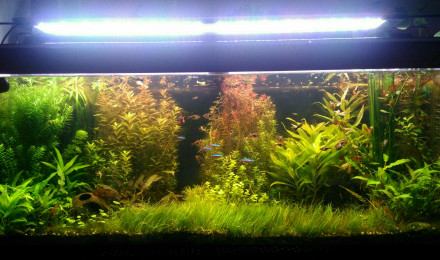 aquarium Nature Flamboyante