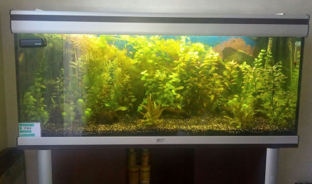 aquarium 240L