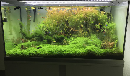 aquarium 250 l