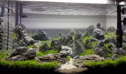 aquarium Aquascaping