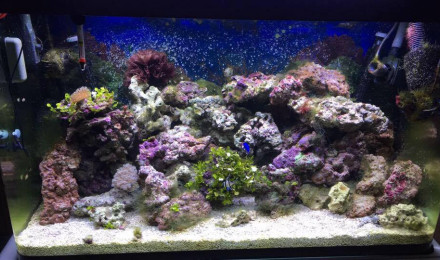 aquarium l'océan a la maison