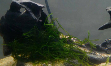 aquarium Mon premier aquarium