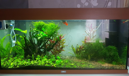 aquarium Communautaire