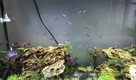 aquarium Juwel 125
