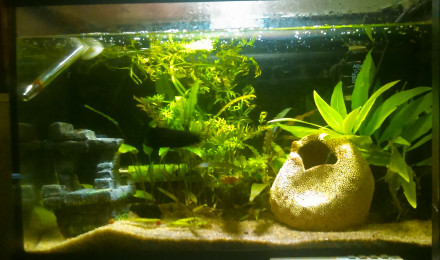 aquarium 20L1