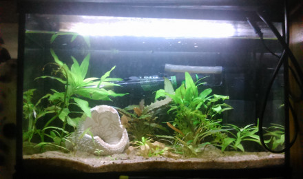 aquarium 20L2