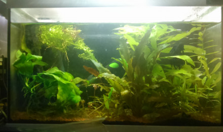 aquarium 20L3