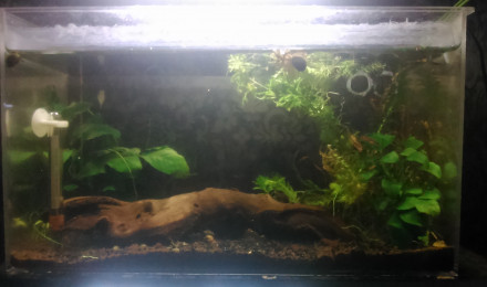 aquarium 10L1