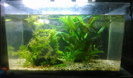 aquarium 10L2