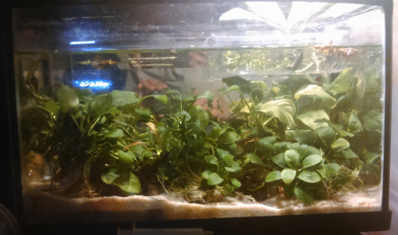 aquarium 15L