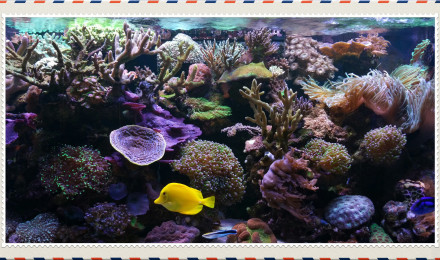 aquarium Reef  nustrale