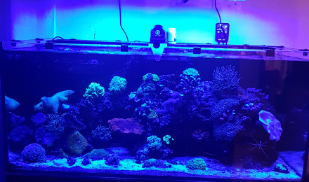 aquarium Reef