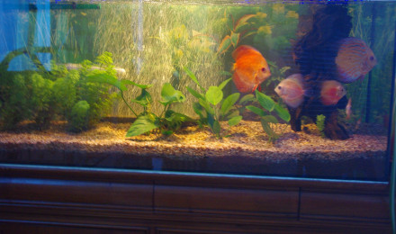 aquarium discus et ses netoyeurs