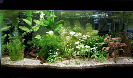 aquarium 60litres