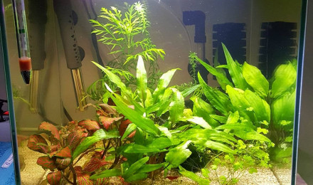 aquarium 30l