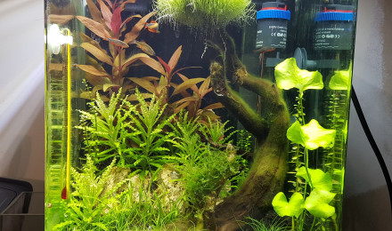 aquarium Nanocube