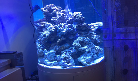 aquarium Matin