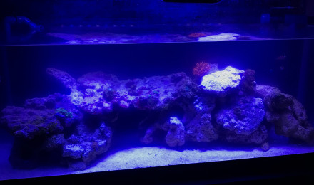 aquarium Récifal
