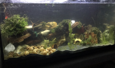 aquarium Cichlidés africain