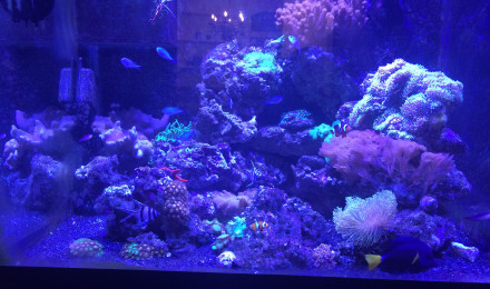 aquarium Récif coralien