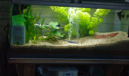 aquarium INWA/ confort 80