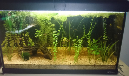 aquarium 60l