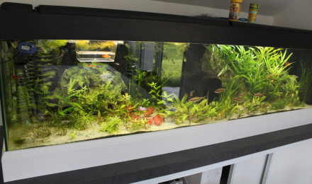 aquarium salon