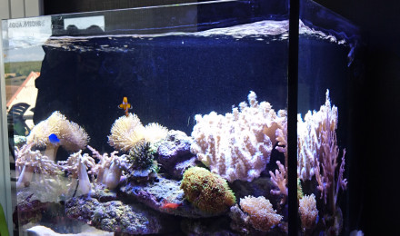 aquarium Aquamedic recifal