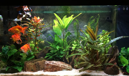 aquarium Juwel 150