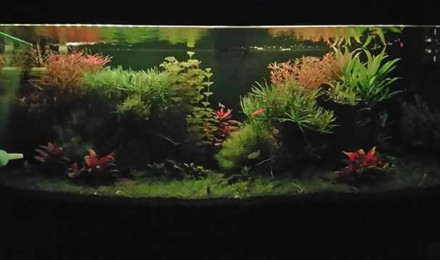 aquarium Zen