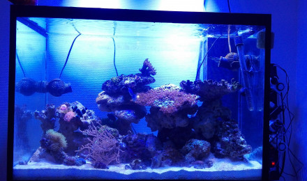 aquarium Recifal 250l