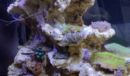 aquarium Jypan1