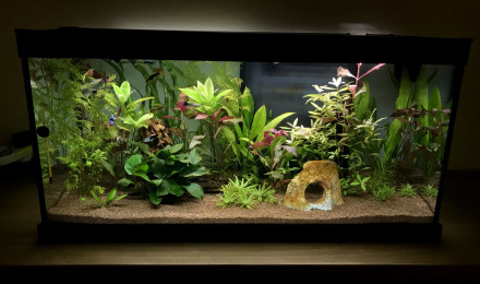 aquarium Premier Aquarium