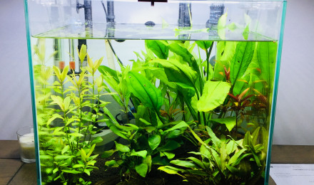 aquarium Nano