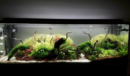 aquarium 300l