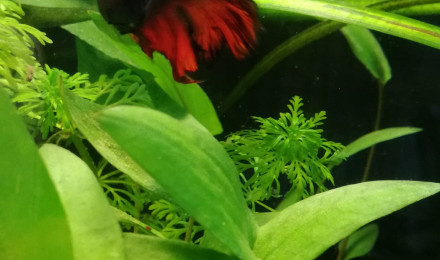 aquarium Aquarium Bêta Splendens