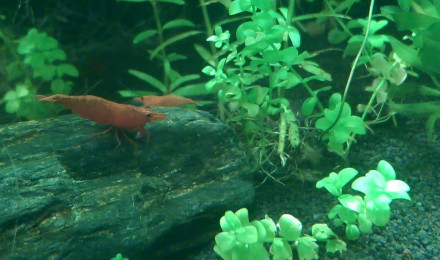aquarium Aquarium dennerle