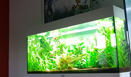 aquarium Rio 180