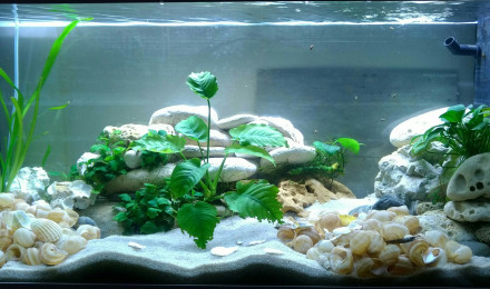 aquarium 180L Neolamprologus Multifasciatus