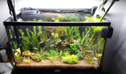 aquarium 55litres