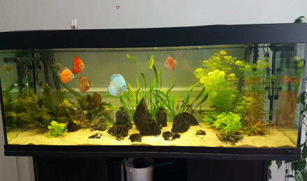 aquarium Discus