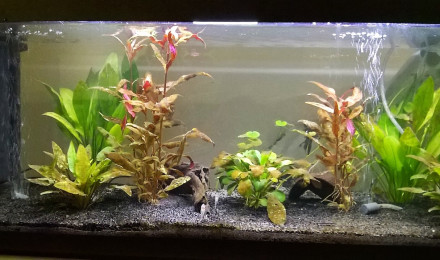 aquarium Biotope