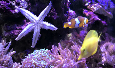 aquarium Redsea 130l