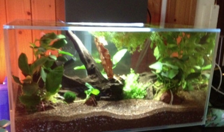 aquarium Spécifique Betta 20 litres