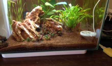 aquarium Spécifique Betta 25 litres