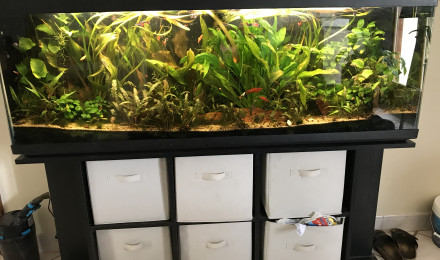 aquarium communautaire