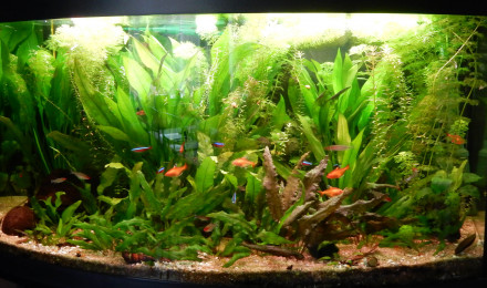 aquarium Juwel Vision 180 L