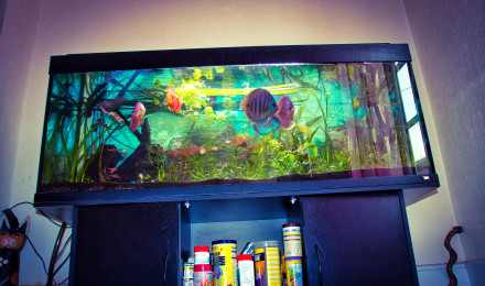 aquarium David